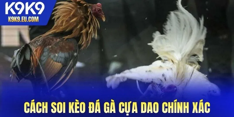 đá gà cựa dao