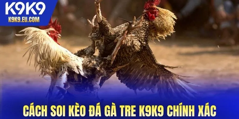 đá gà tre K9K9 đá gà tre K9K9