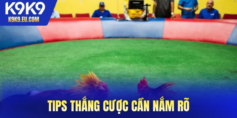 đá gà cựa sắt đá gà cựa sắt