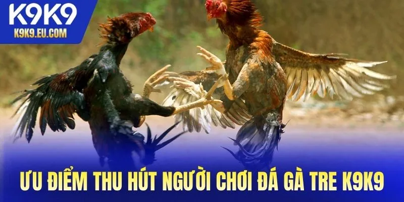 đá gà tre K9K9 đá gà tre K9K9