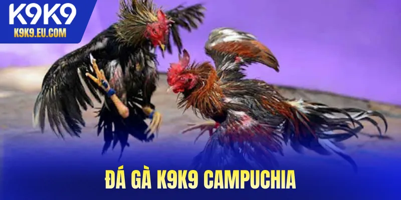 Đá Gà K9K9 Đá Gà K9K9